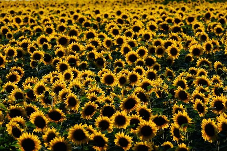 Picture of Ukrainian sunflowers