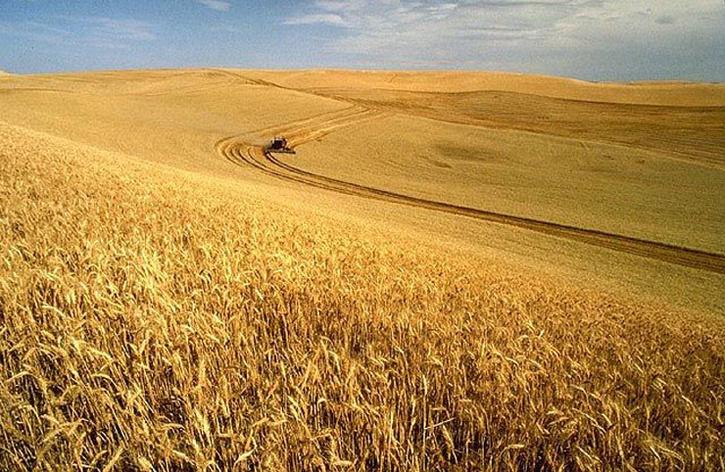 Picture of Ukrainian wheat field